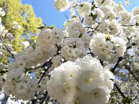 緑の桜 緑の桜 緑,桜,花の写真素材