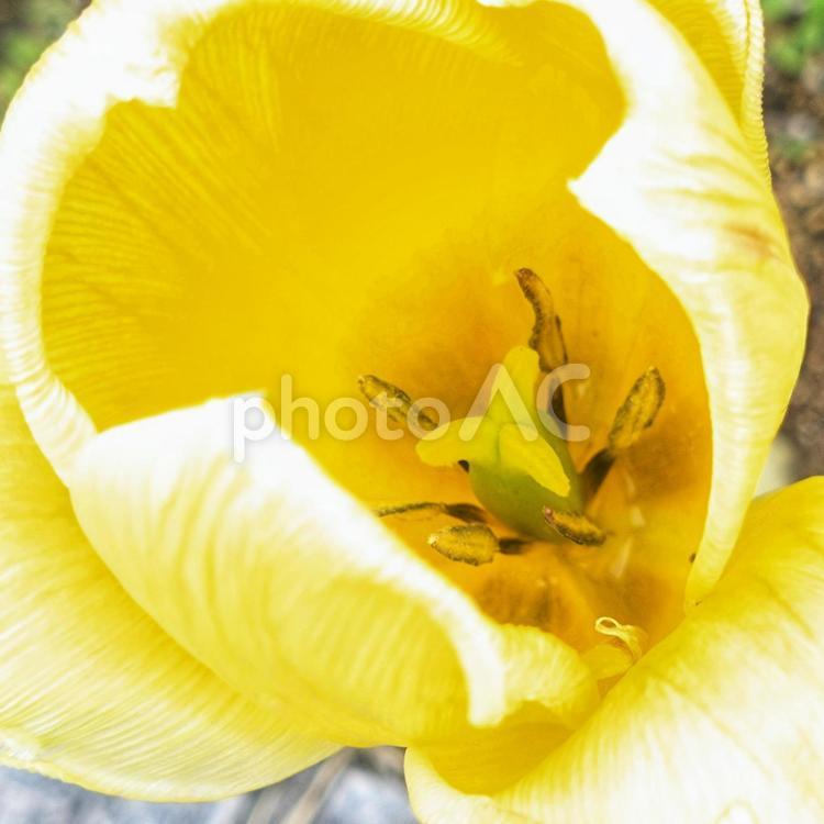 チューリップの内側　まぶしい黄色の世界 花壇,自然,ナチュラルガーデンの写真素材