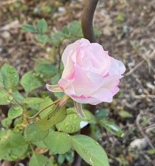 薔薇 薔薇の写真
