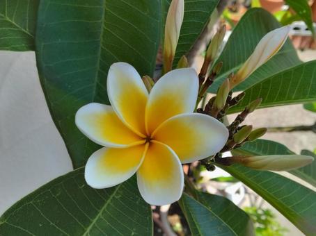 Plumeria - Happiness comes with 6 petals, JPG Plumeria - Happiness comes with 6 petals, JPG