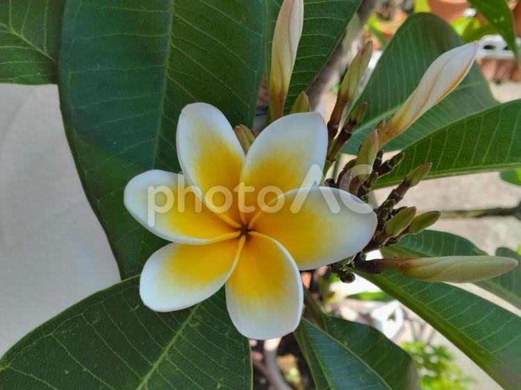 プルメリア　幸せが訪れる　花びら６枚 花,プルメリア,ハワイの写真素材