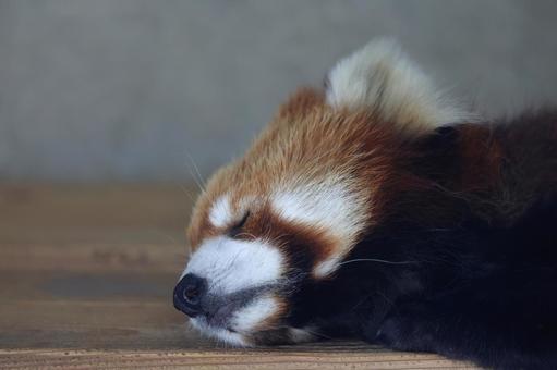 Red Panda, JPG Red Panda, JPG
