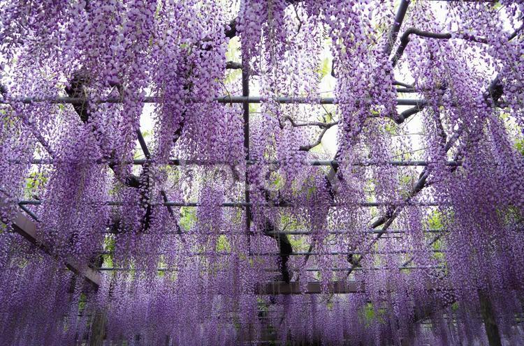 加須市　玉敷公園の大藤 加須市,玉敷公園,公園の写真素材