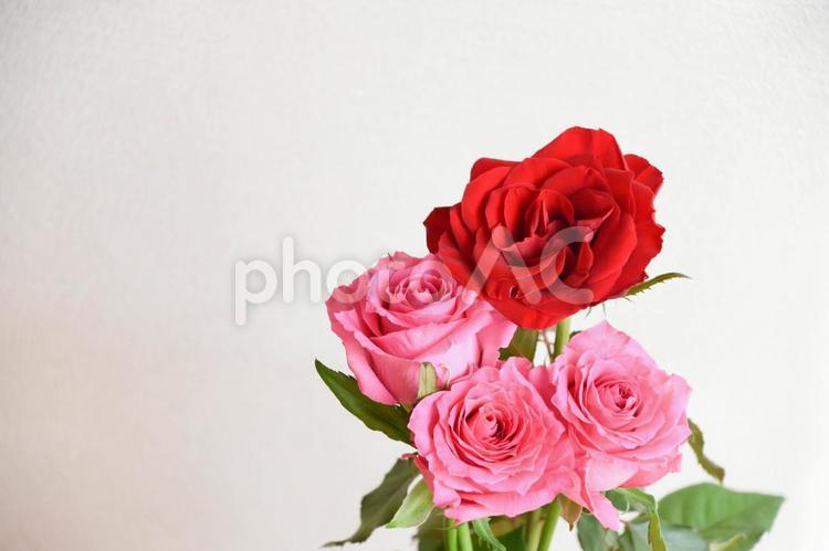 赤とピンクのばら ばら,薔薇,赤の写真素材