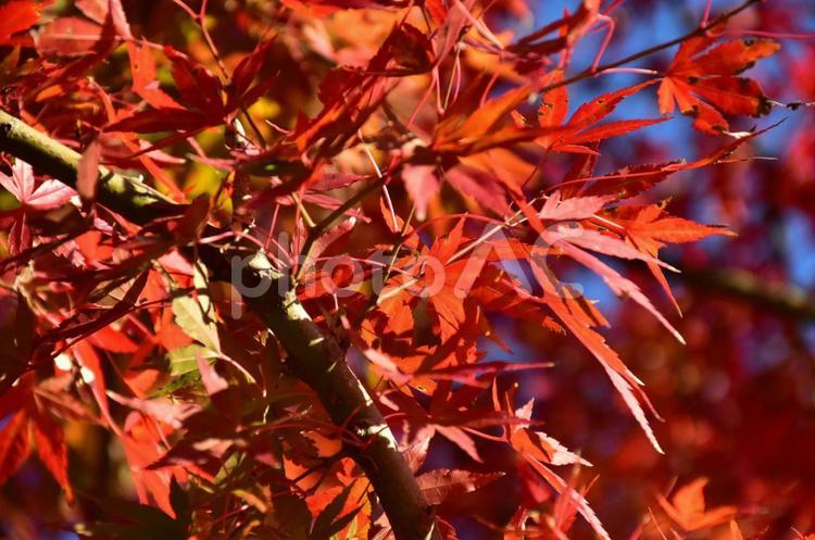 秋の紅葉 もみじ,秋,自然の写真素材