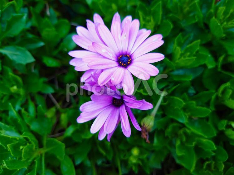 美しいオステオスペルマムの花 かわいい,自然,フラワーの写真素材