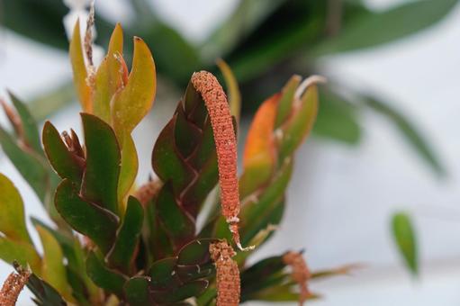 オベロニア・ドレパノフィラ オベロニア・ドレパノフェア,蘭,ランの写真素材