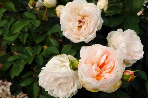 ヌーディーカラーの薔薇 女性向け,薔薇,バラの写真素材