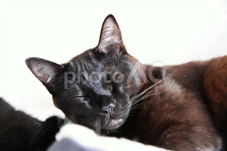 黒猫のお昼寝１ 黒猫,猫の昼寝,ねこ部の写真素材
