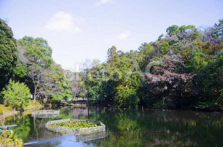 森林公園　池 池,水,流れの写真素材
