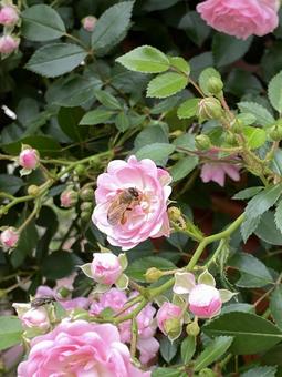 Pink rose and bee, JPG Pink rose and bee, JPG