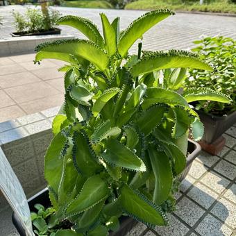 子宝草 子宝草の写真