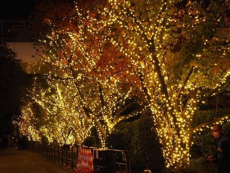 イルミネーションの写真