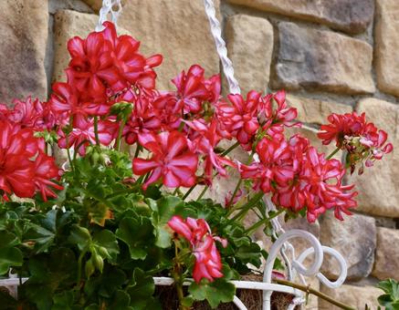 Photo, flower, red, plant, 