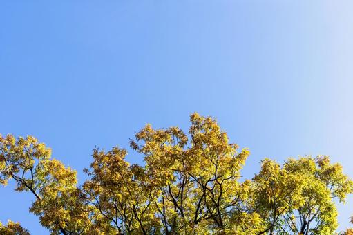 秋の紅葉と青空の写真