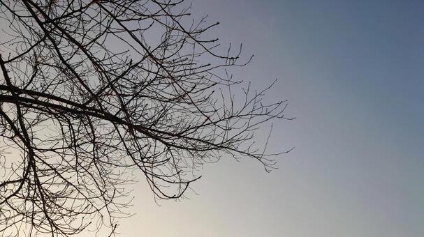 初冬の夕暮れ時 秋,冬,初冬の写真素材