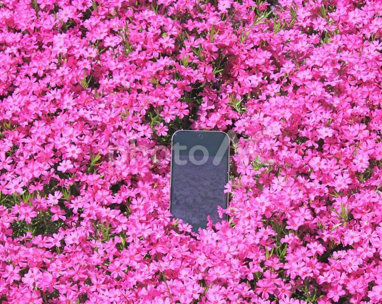 芝桜とスマートフォン 芝桜,花,植物の写真素材