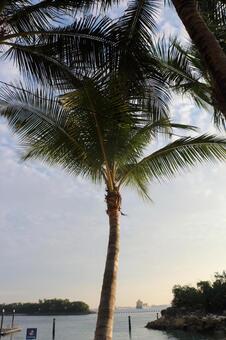 シンガポール、シロソビーチのヤシの木(夕暮れ前) シンガポール、シロソビーチのヤシの木(夕暮れ前) シンガポール,シロソビーチ,砂浜の写真素材