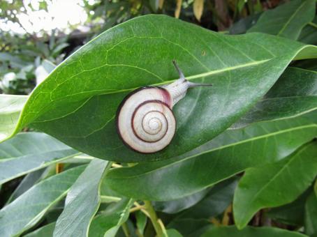 デンデンムシ カタツムリ,かたつむり,蝸牛の写真素材