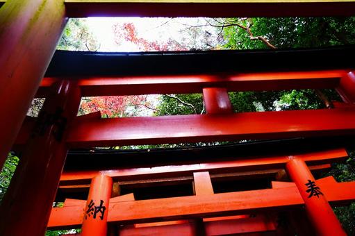 連なる朱色の鳥居と紅葉 連なる朱色の鳥居と紅葉 鳥居,朱色,赤色の写真素材
