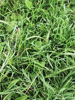 様々な葉っぱ300 グリーン,晴れ,鮮やかの写真素材