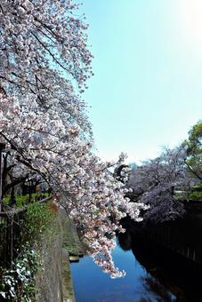 桜と川 桜と川の写真