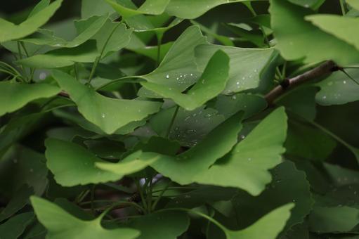 イチョウ イチョウ,緑,葉の写真素材