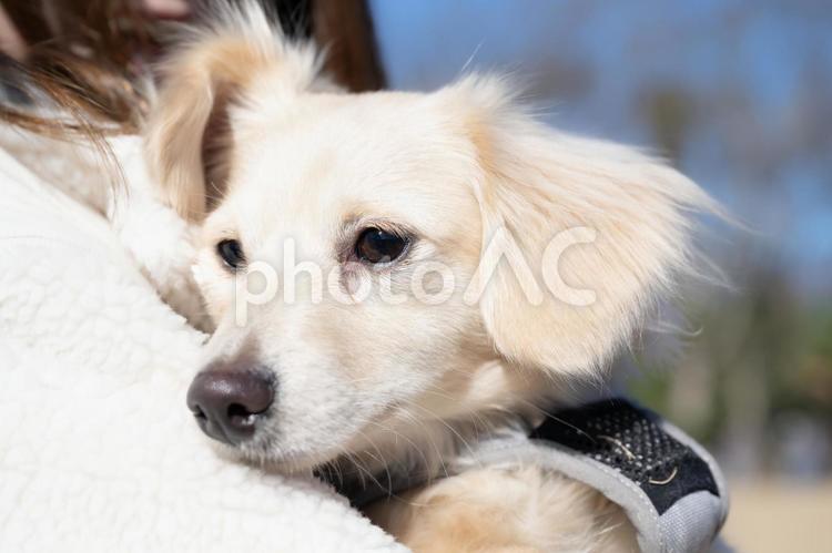 飼い主にもたれて遠くを見る白い犬 犬,白い,ふわふわの写真素材