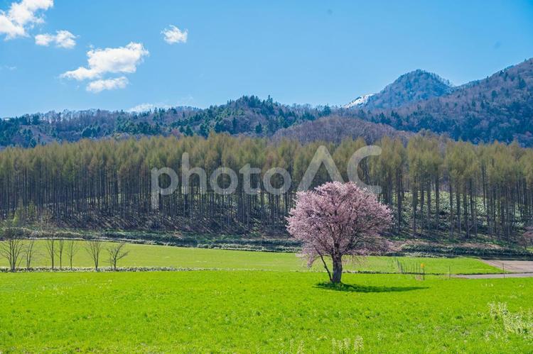 北海道　富良野　上御料の一本桜 上御料の一本桜,北海道,hokkaidoの写真素材