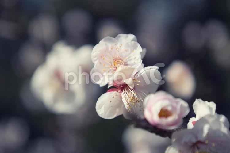 儚さを感じる梅の花 梅,春,儚さの写真素材