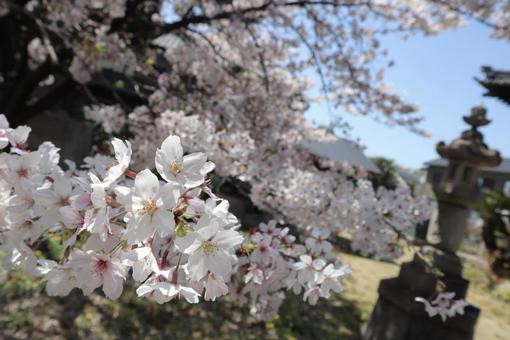 cherry blossoms, JPG cherry blossoms, JPG