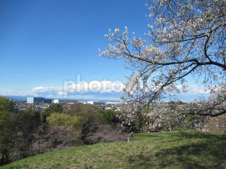 埼玉古墳群の丸墓山古墳の周辺の風景 丸墓山古墳,最大級,大型円墳の写真素材