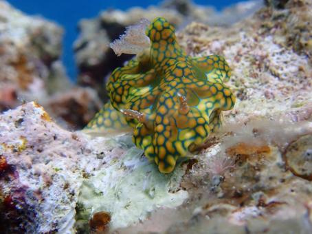 沖縄のウミウシの写真