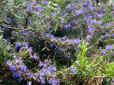 ローズマリーの花 ローズマリーの花 花,ブルー,ローズマリーの写真素材
