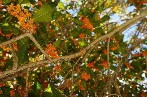 金木犀 金木犀,キンモクセイ,香りの写真素材