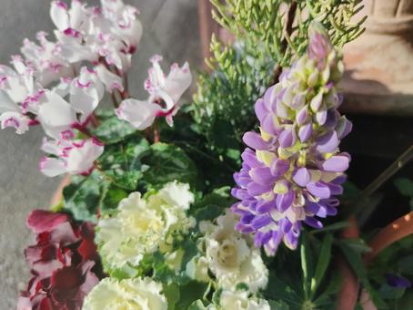 寄せ植え 寄せ植えの写真