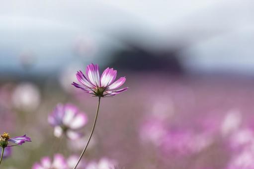 秋桜 秋桜の写真