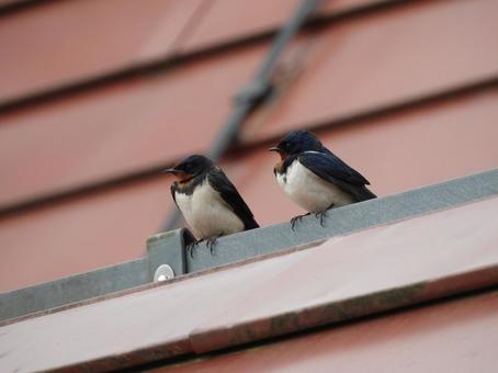 Taking a break side by side, wild bird, birdie, yan, JPG