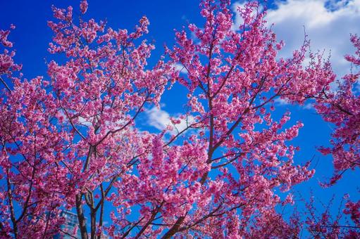 Cherry tree image, JPG Cherry tree image, JPG