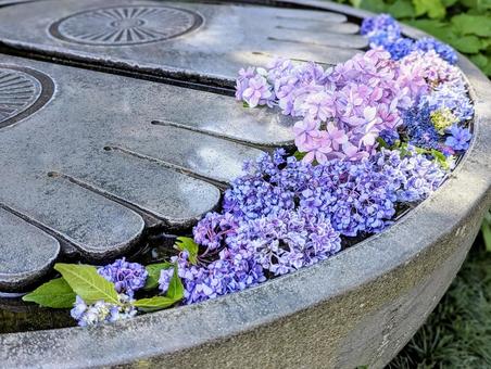 仏足石とあじさい 植物,紫陽花,あじさいの写真素材