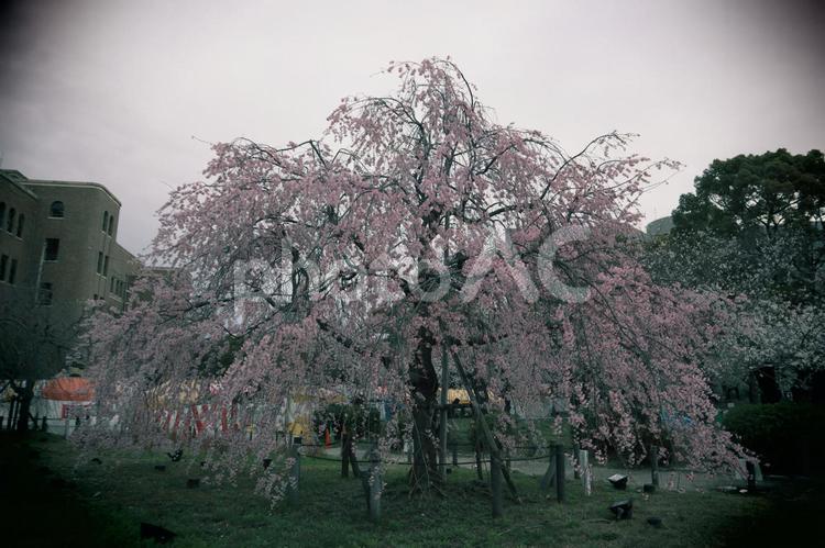 枝垂れ桜（トイカメラ風） 桜,さくら,ソフトフォーカスの写真素材