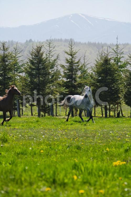 大草原の小さな馬 馬,動物,走る馬の写真素材