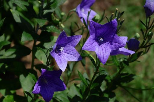Photo, campanulaceae, flower, bellflower family, 