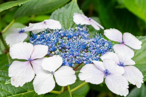 The pure hydrangea blooms in early summer, JPG The pure hydrangea blooms in early summer, JPG