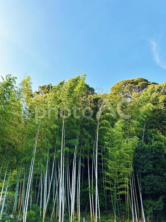 青空へと伸びる竹 空,竹,青空の写真素材
