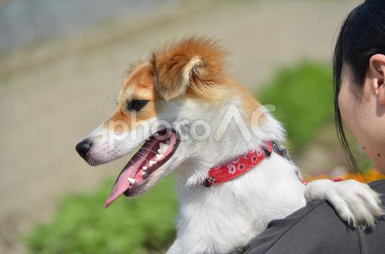 飼い主とミックス（雑種）犬「みかん」 犬,わんこ,ミックスの写真素材