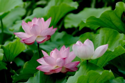 蓮 蓮 蓮,ハス,上野公園の写真素材