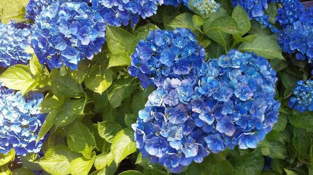 Hydrangea-Blue, JPG