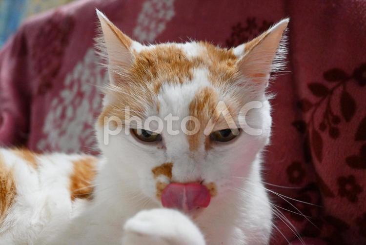 舌をだす猫 猫,白茶猫,茶トラの写真素材
