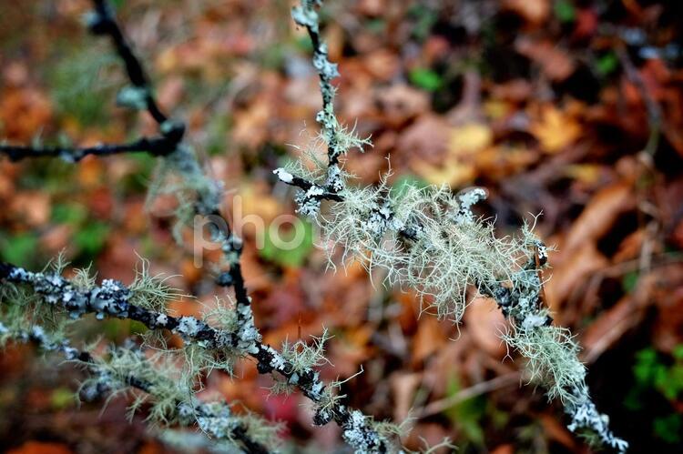 木の枝からはえた苔 秋,苔,コケの写真素材